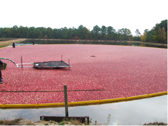 Cranberries are grown in sunken bogs that can be flooded to harvest the fruit. (photo by Vinson Doyle)