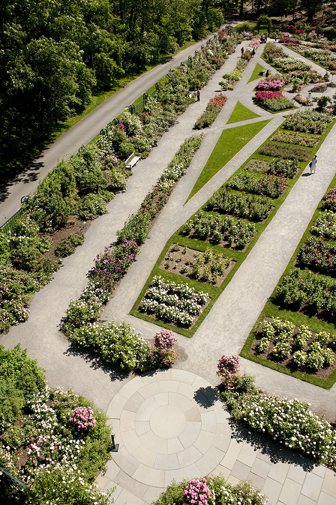 The Peggy Rockefeller Rose Garden, by Ivo M. Vermeulen