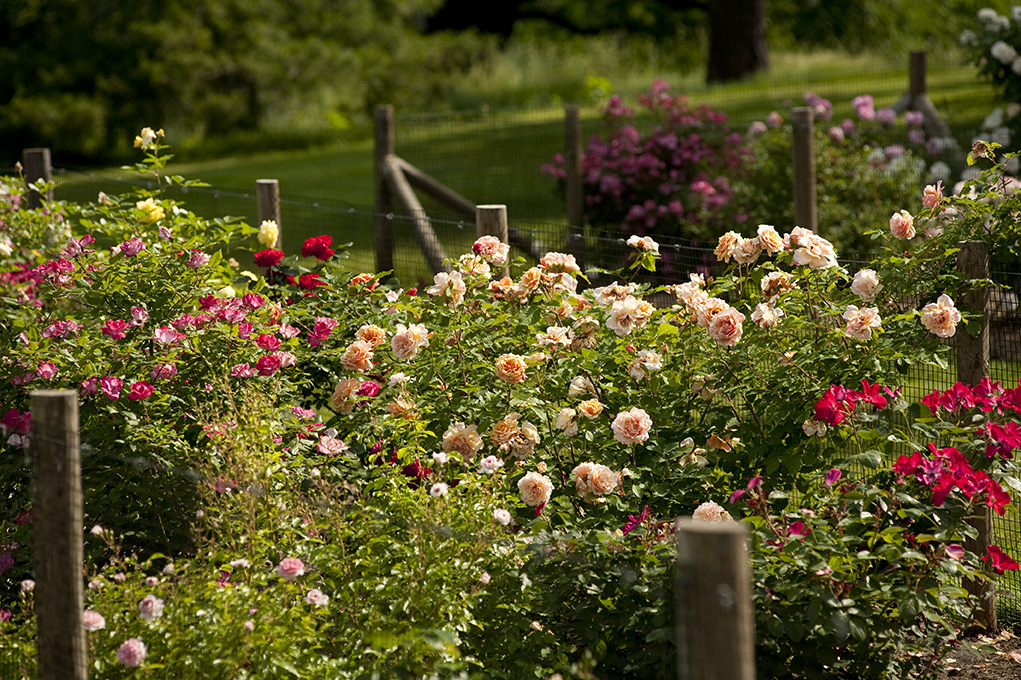 EarthKind Rose Trials Bed