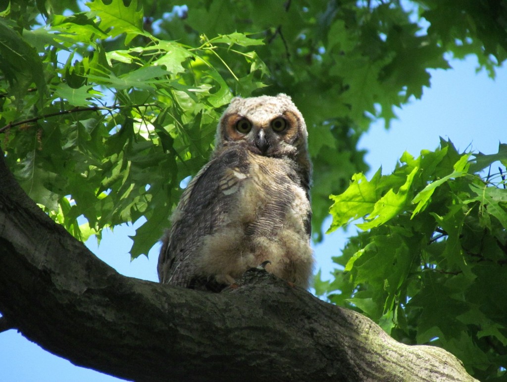 Immature Great-Horned Owl