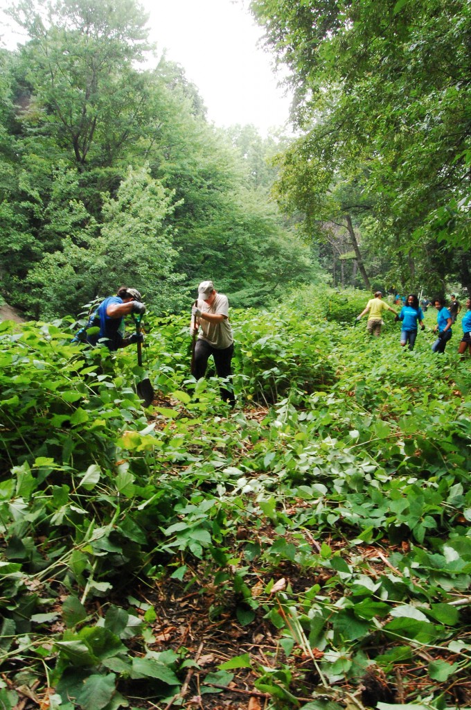 NYBG Volunteers Clearing Japanese Knotweed - Photo by Francesca Giordano