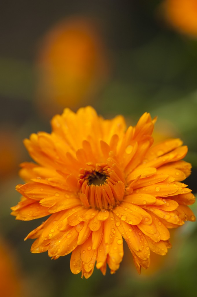 Calendula officinalis 'Radio'