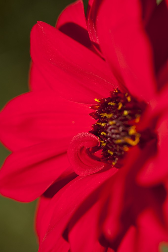 Dahlia 'Bishop of Llandaff'