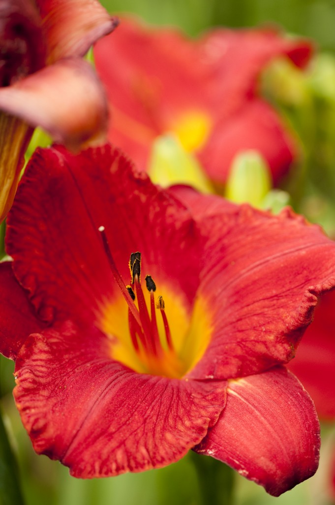 Hemerocallis 'Monte Carlo Red'