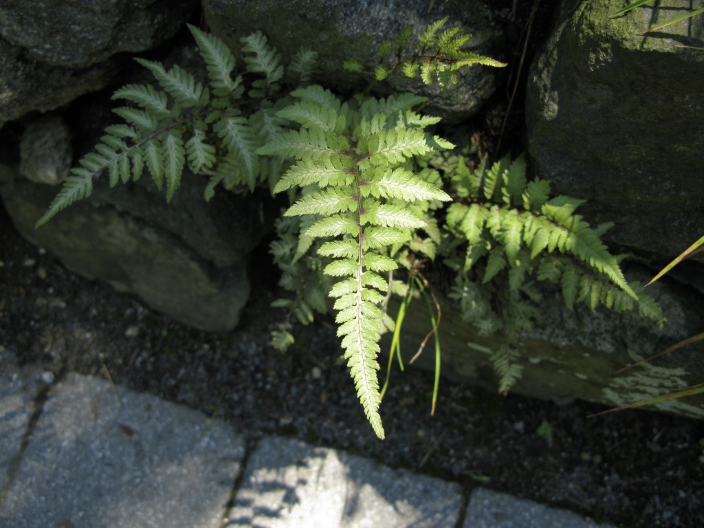 Fern