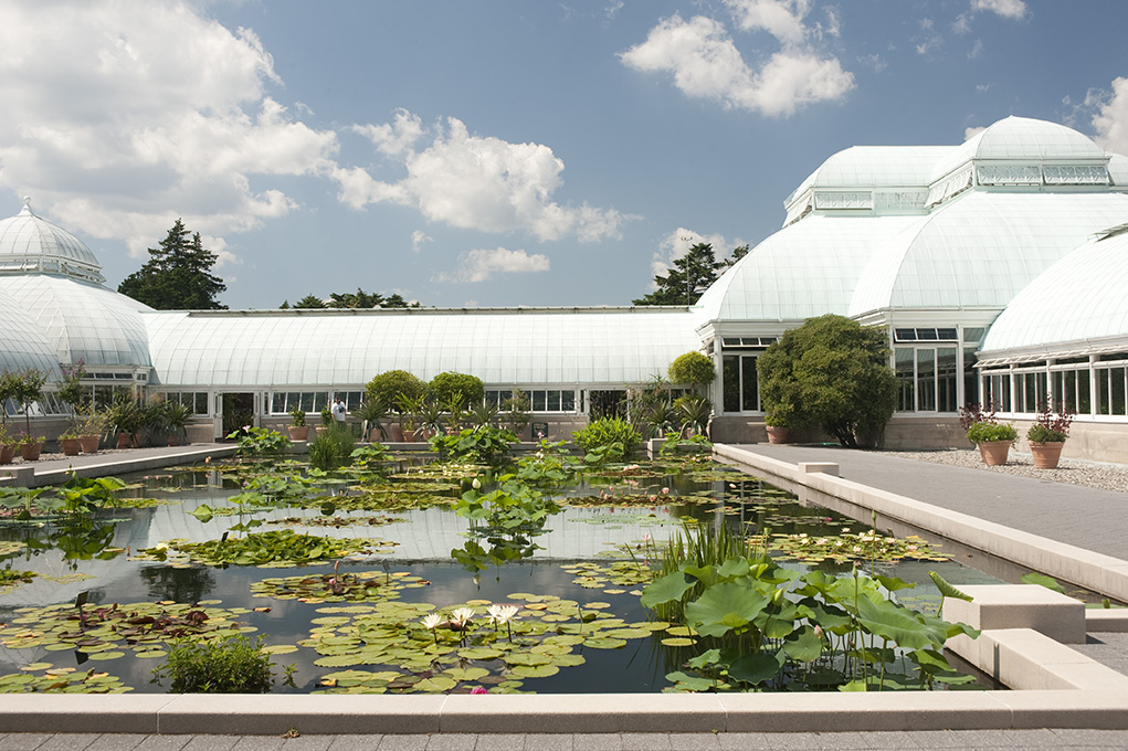 The Conservatory Courtyard Waterlily Pool