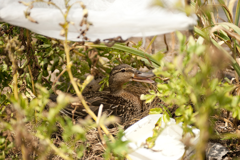 Mama Duck Says Quack!