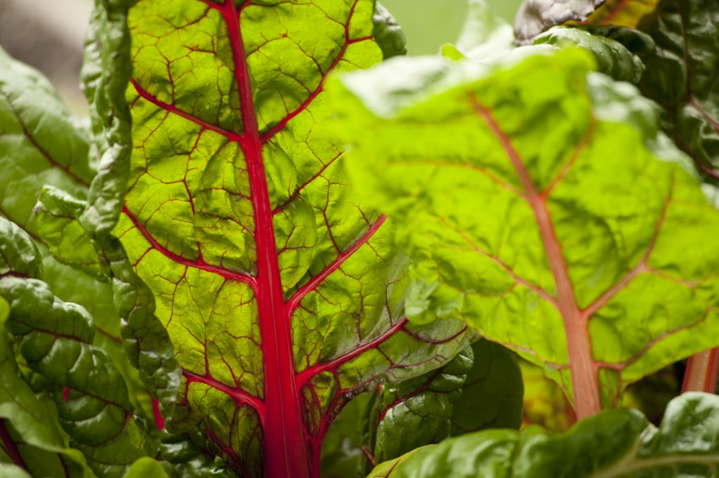 Ruby Chard in the Family Garden