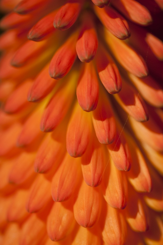 Kniphofia 'Flamenco'