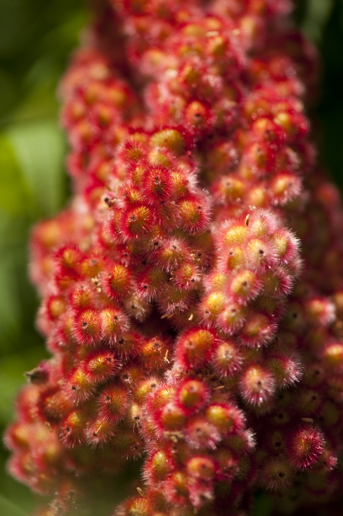 Rhus typhina 'Dissecta'