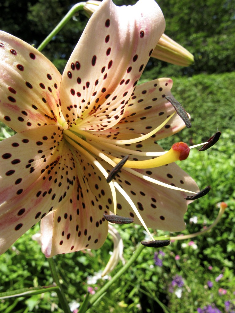 Asiatic Lily 'Pink Twinkle'