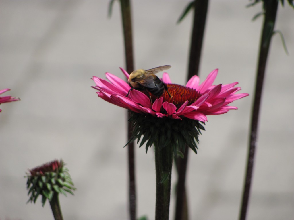 Bee on the Seasonal Walk - Photo by Leach Buchman