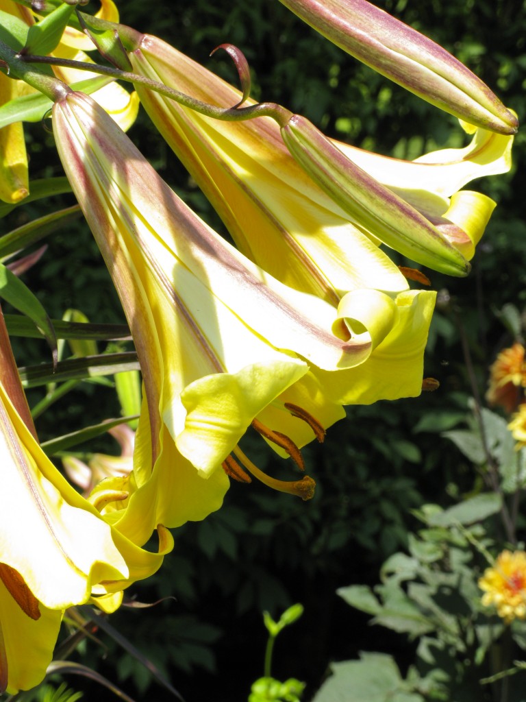 Easter Lily 'Snow Queen' - Lilum longiflorum