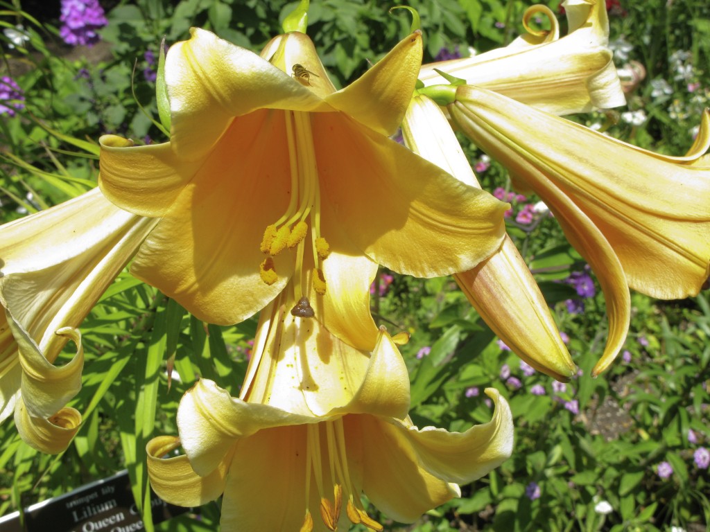 Trumpet Lily 'African Queen'