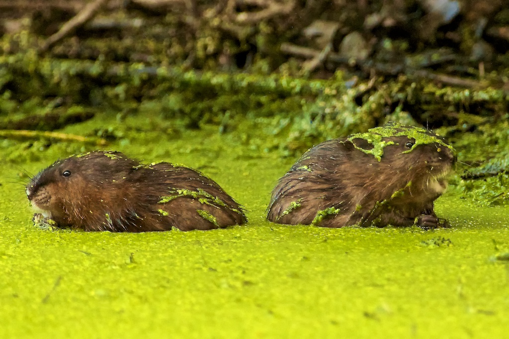 Muskrats