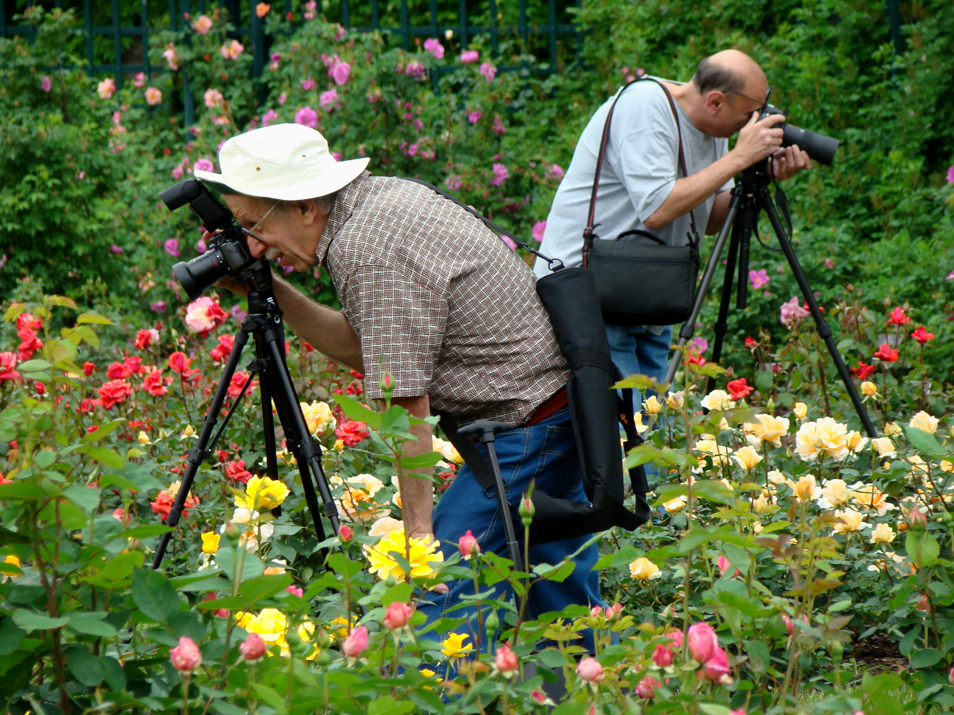 In the Rose Garden by Patricia Gonzalez