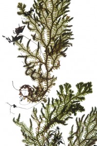 Herbarium Specimen