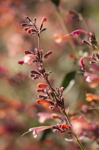 Agastache 'Acapulco Salmon & Pink'