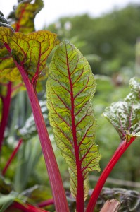 Chard in Mario Batali's Edible Garden at the New York Botanical Garden