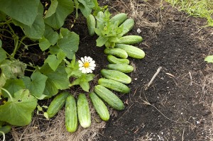 Cucumbers in the Family Garden