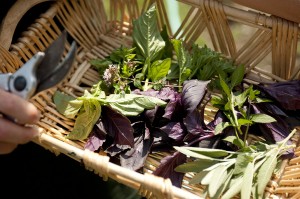 Herbs from Mario Batali's Edible Garden at The New York Botanical Garden