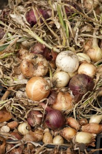 Allium Harvest