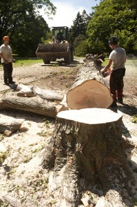 Garden Arborists Cut Down a Tree Acutely Damaged by Irene