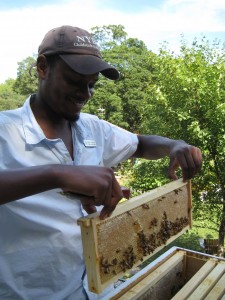 Family Garden Bees