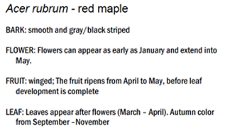 Acer rubrum description Acer rubrum description