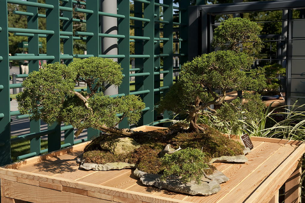 Chinese juniper Juniperus chinensis ‘Shimpaku’