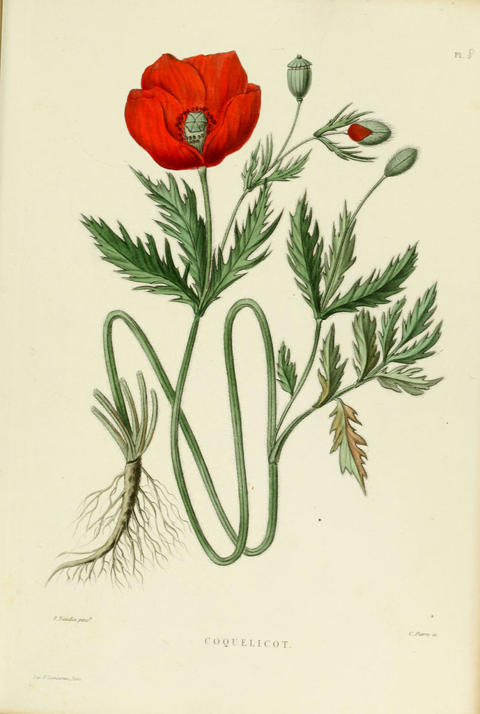 Coquelicot