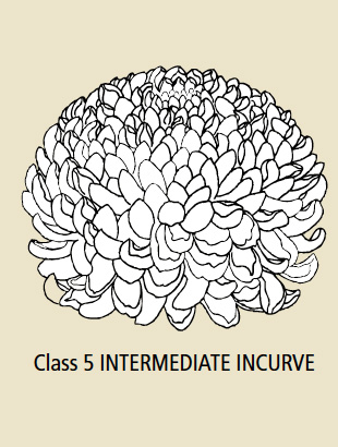 Class 5 Intermediate Incurve