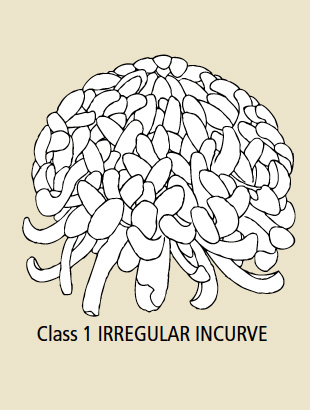 Class 1 Irregular Incurve