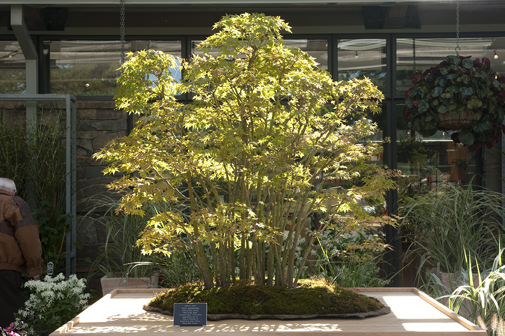 Japanese maple Acer palmatum Japanese maple Acer palmatum
