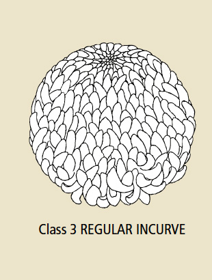Class 3 Regular Incurve