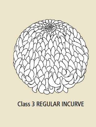 Class 3 Regular Incurve Class 3 Regular Incurve