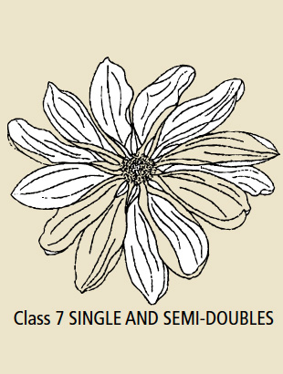 Class 7 Single and Semi-Doubles