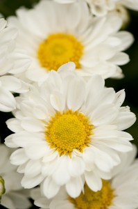 Chrysanthemum 'Cockatoo'