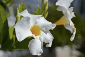 Mandevilla