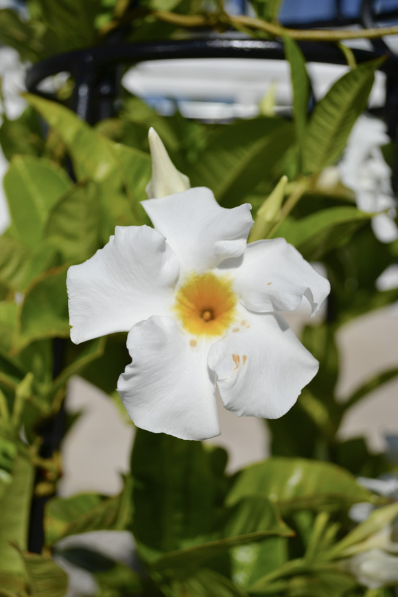 How to Over-Winter a Mandevilla Vine