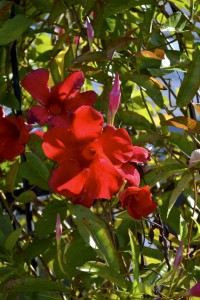 Mandevilla