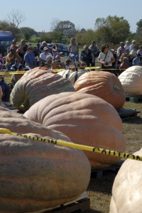 Giant Pumpkins in Rhode Island