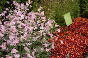 Mums and Japanese Anemones in Fall Flowers of Japan