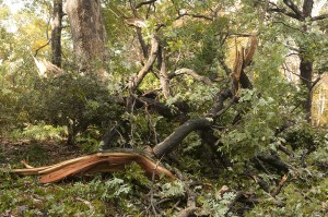 Storm-Damaged Trees at The New York Botanical Garden