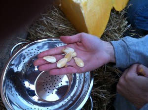 Giant pumpkin seeds