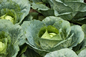 Brassica oleracea (Capitata Group) 'Megaton' 