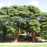 Tanyosho Pines
