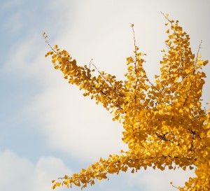 Ginkgo biloba 'Pendula'