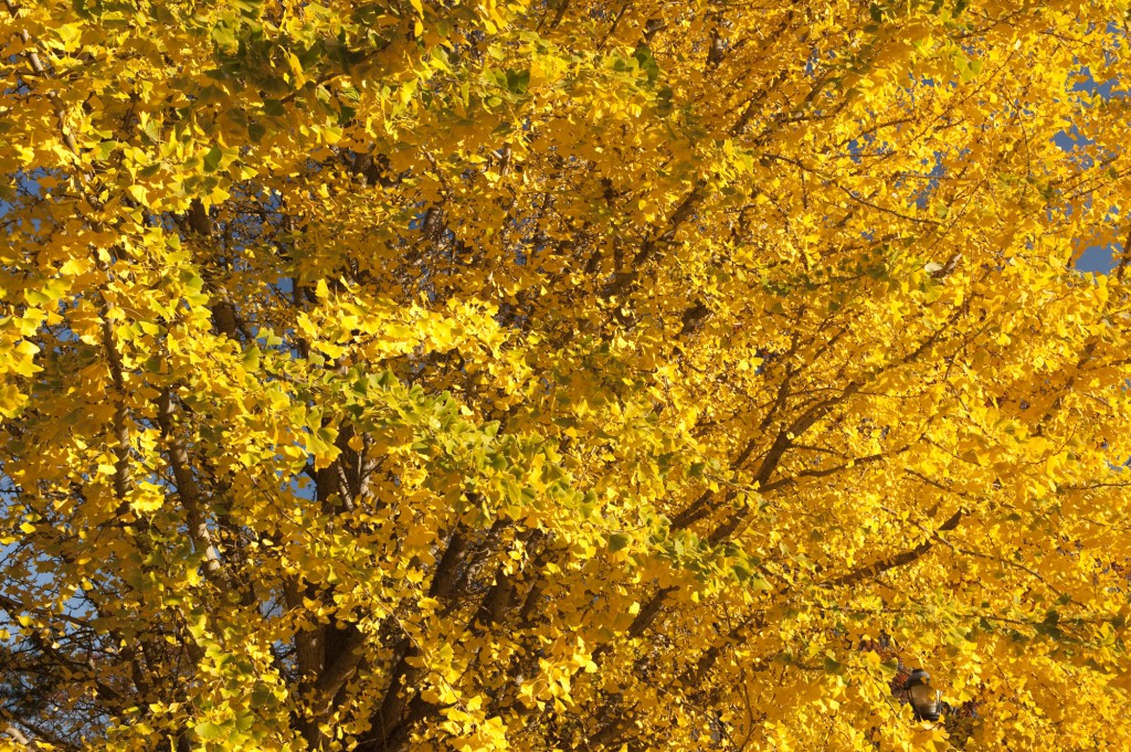 Ginkgo biloba