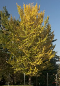 Ginkgo biloba 'Lakeview'